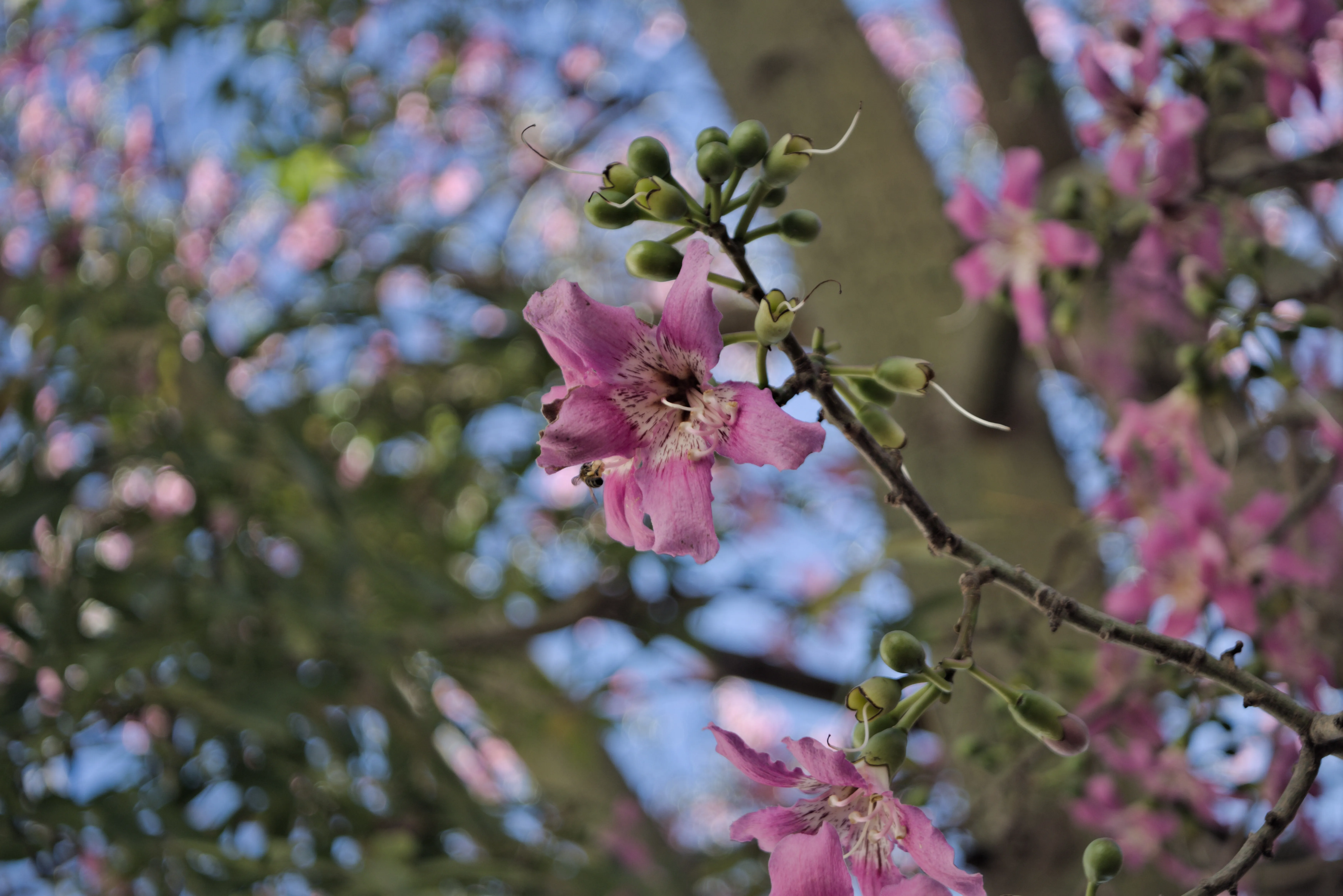 Industar-50-2 50mm f3.5 (M42) - _I4A0919.webp